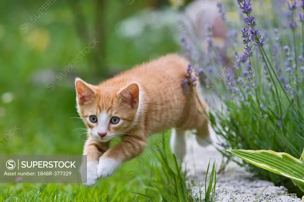 European shorthair cat is jumping in a meadow
