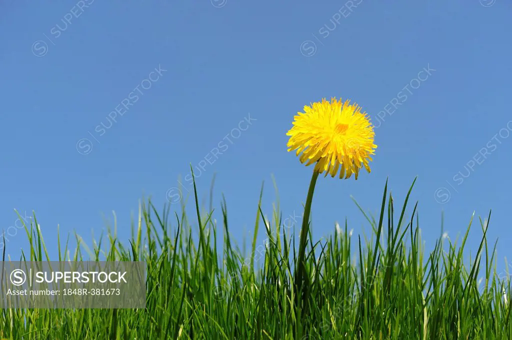 Dandelion (Taraxacum officinale) on a meadow