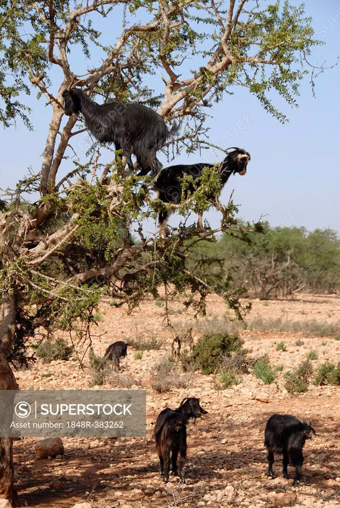 Goats climb on tree endemic Argan Argania spinosa southwestern Morocco