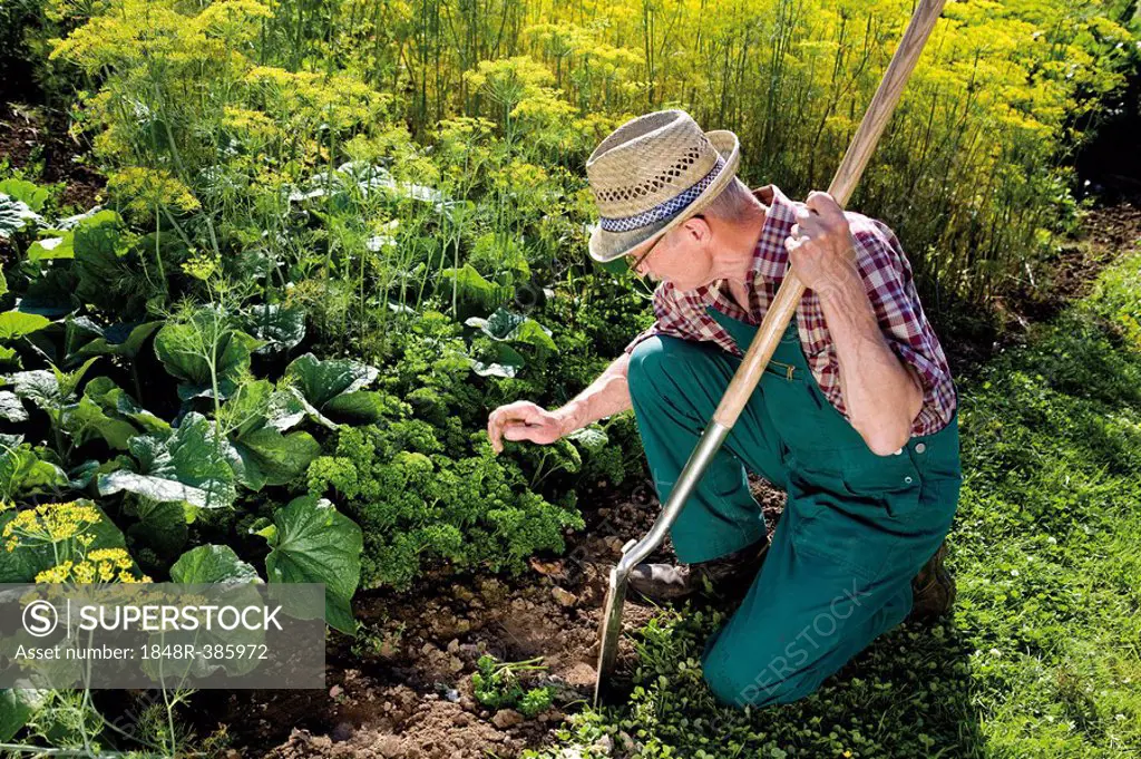 Gardener checking on his vegetable patch
