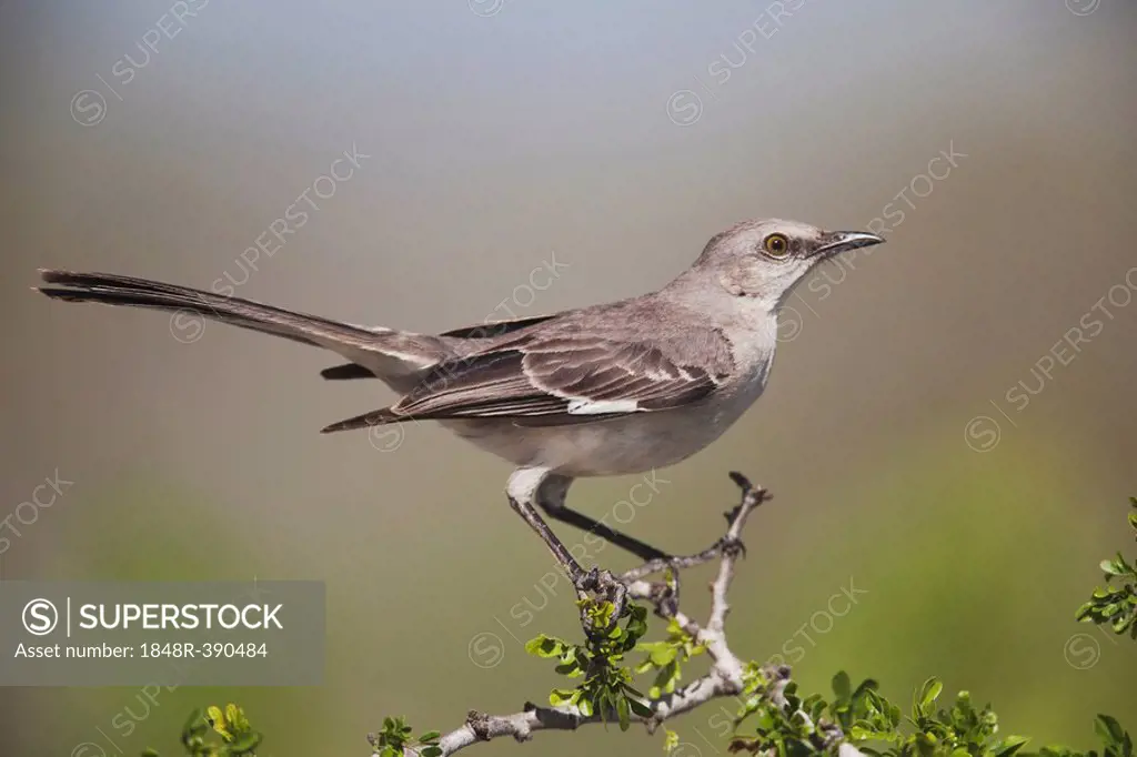 Northern Mockingbird (Mimus polyglottos), adult perched, Starr County, Rio Grande Valley, Texas, USA