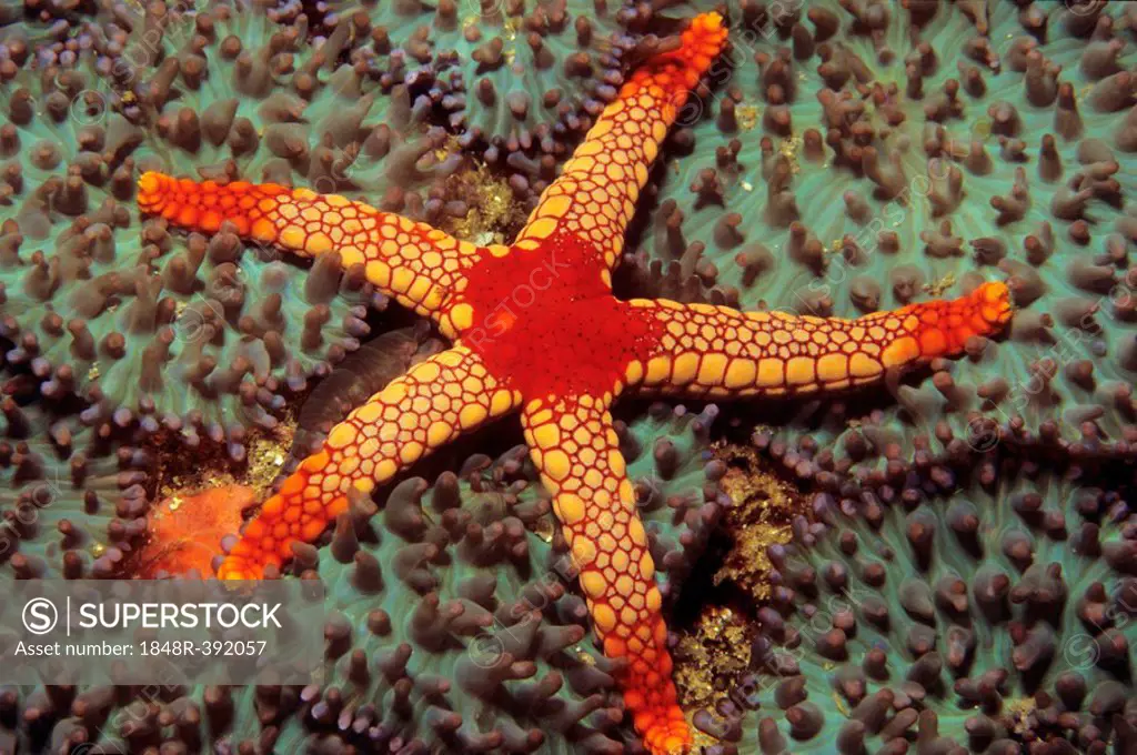 Sea Star (Fromia monilis), Indian Ocean