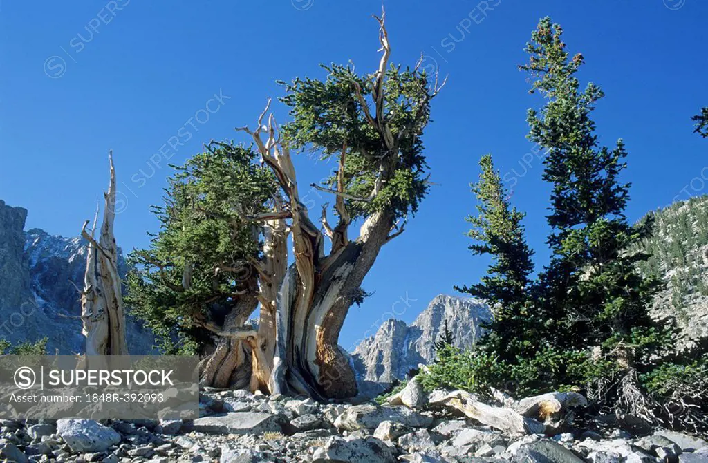 Bristlecone pine at Glacier Valley, Great Basin National Park, Nevada, USA