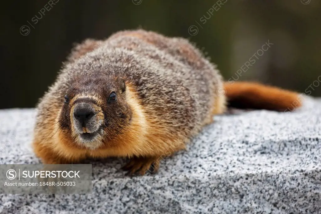 Groundhog, Woodchuck or Whistle-pig (Marmota monax), Yosemite National Park, California, USA