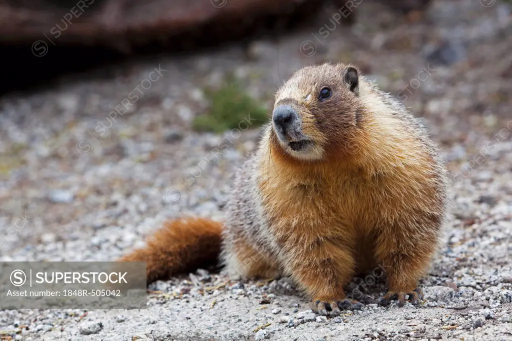 Groundhog, Woodchuck or Whistle-pig (Marmota monax), Yosemite National Park, California, USA