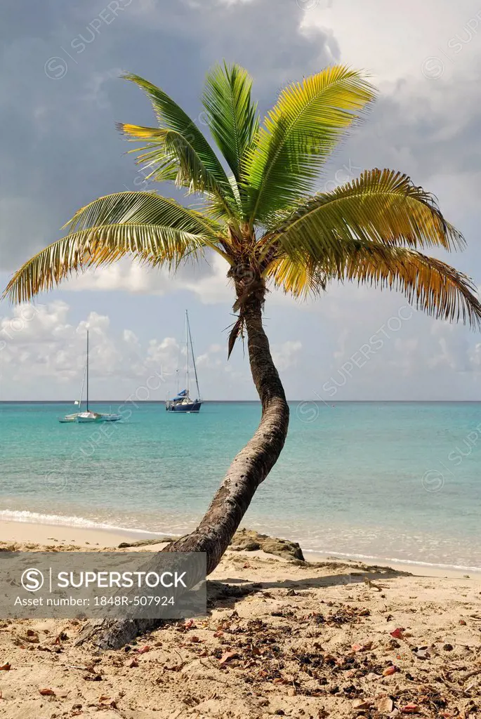 Palm tree on the beach, St. Croix island, U.S. Virgin Islands, United States