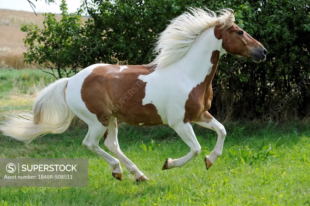 Galloping horse, Pinto, chestnut tobiano