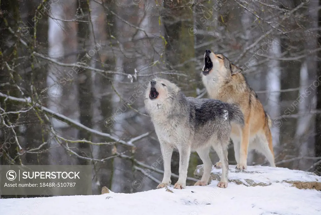 Mackenzie Valley Wolf, Alaskan Tundra Wolf or Canadian Timber Wolf (Canis lupus occidentalis), wolves howling in the snow