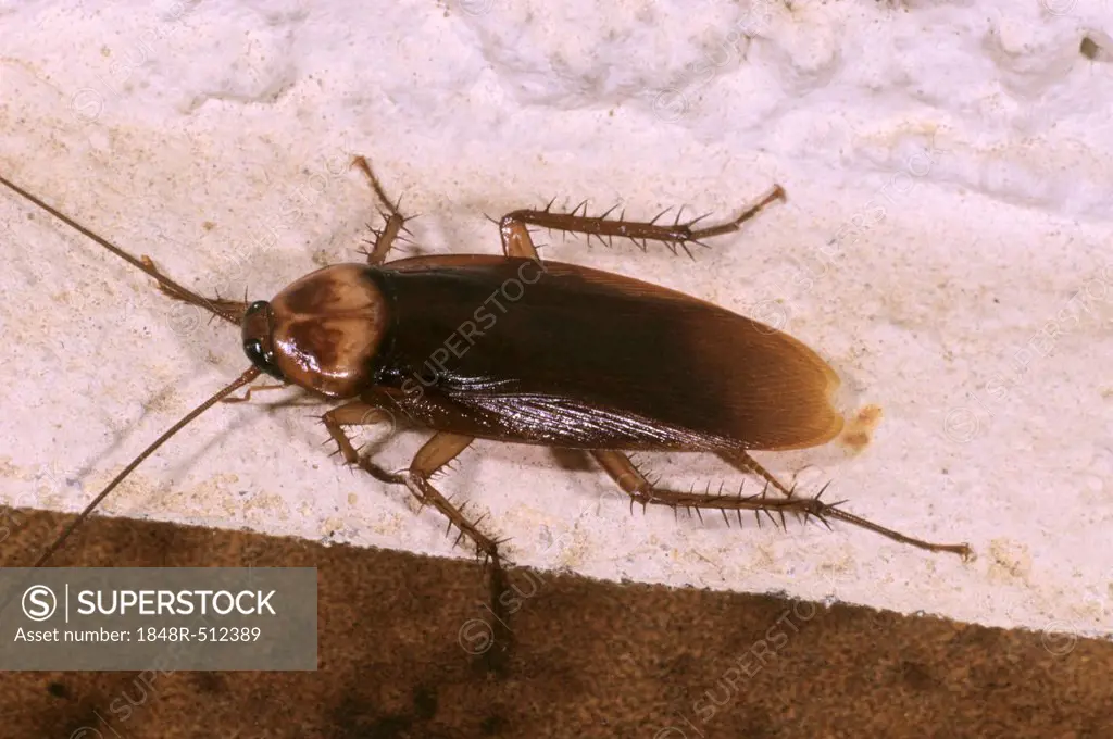 American cockroach (Periplaneta americana), in a hotel room on Crete island, Greece, Europe