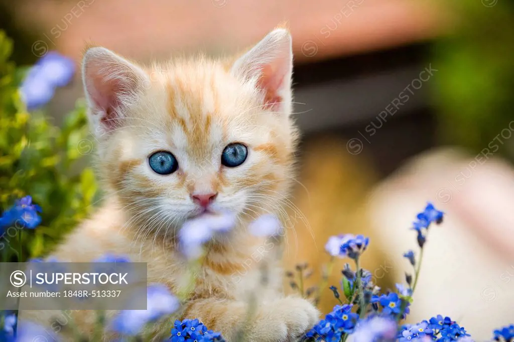 Cat (Felis catus), kitten