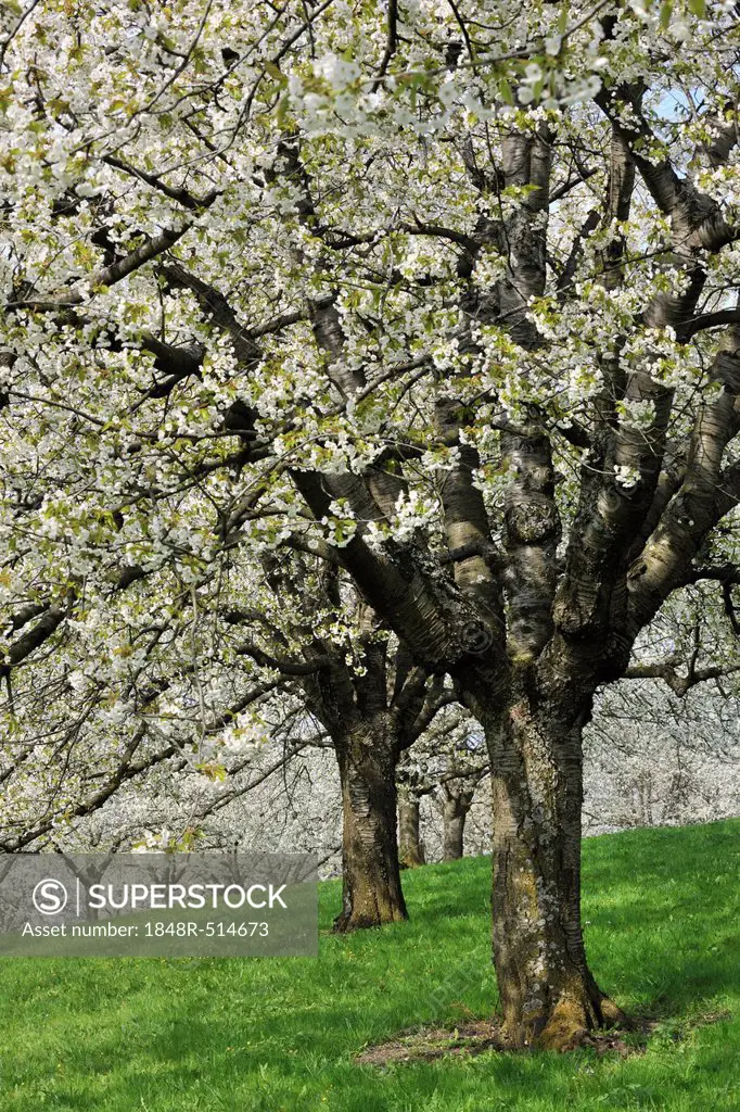 Flowering cherry trees in spring