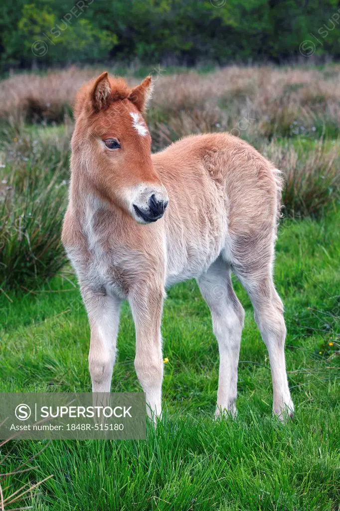 Foal, Icelandic horse or pony (Equus przewalskii f. caballus)