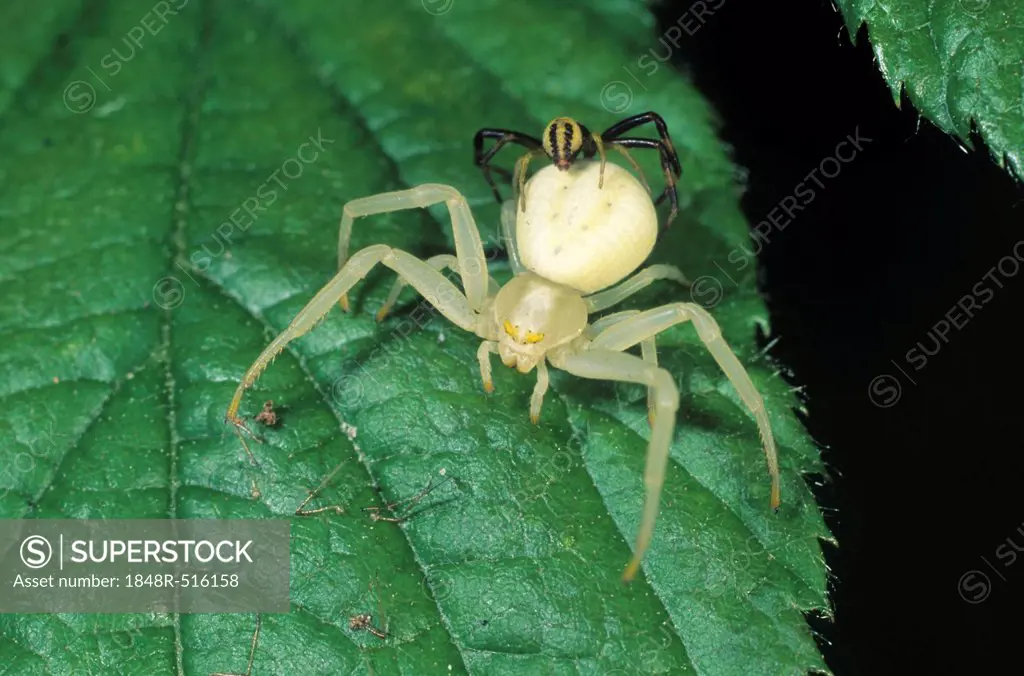 Flower Crab Spider (Misumena vatia), female with male on her abdomen, preparing to mate