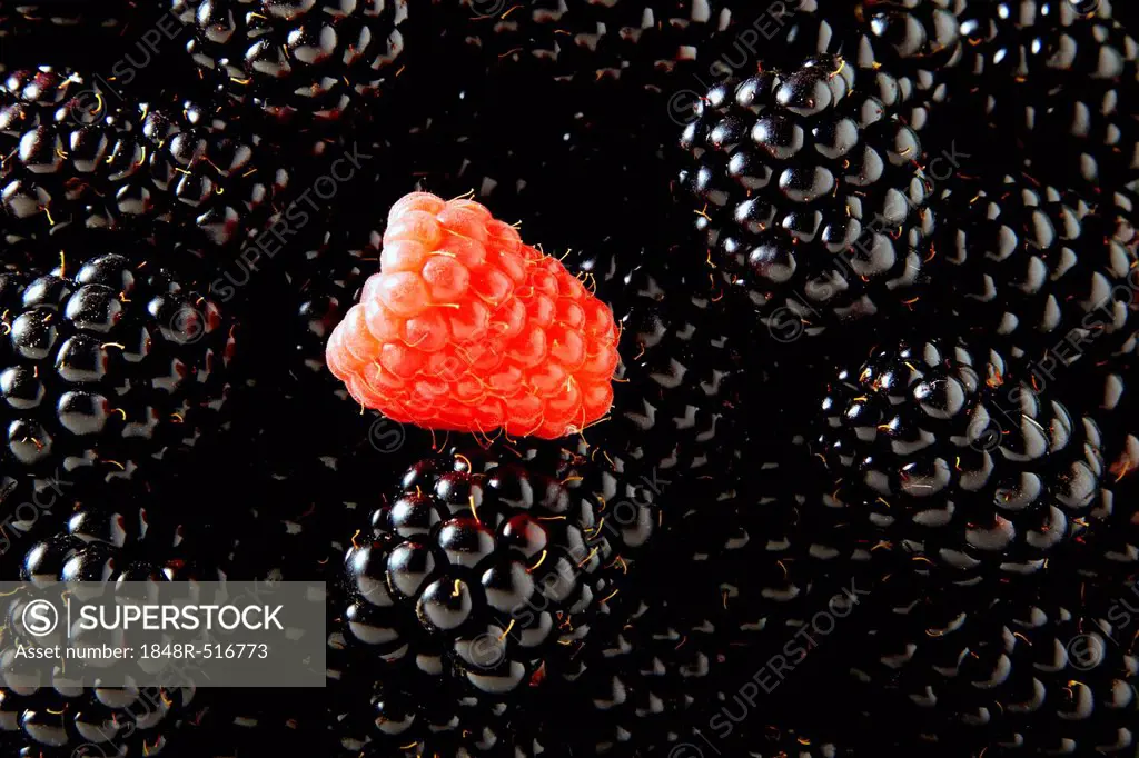 Blackberries (Rubus sectio Rubus) with a single Raspberry (Rubus idaeus)