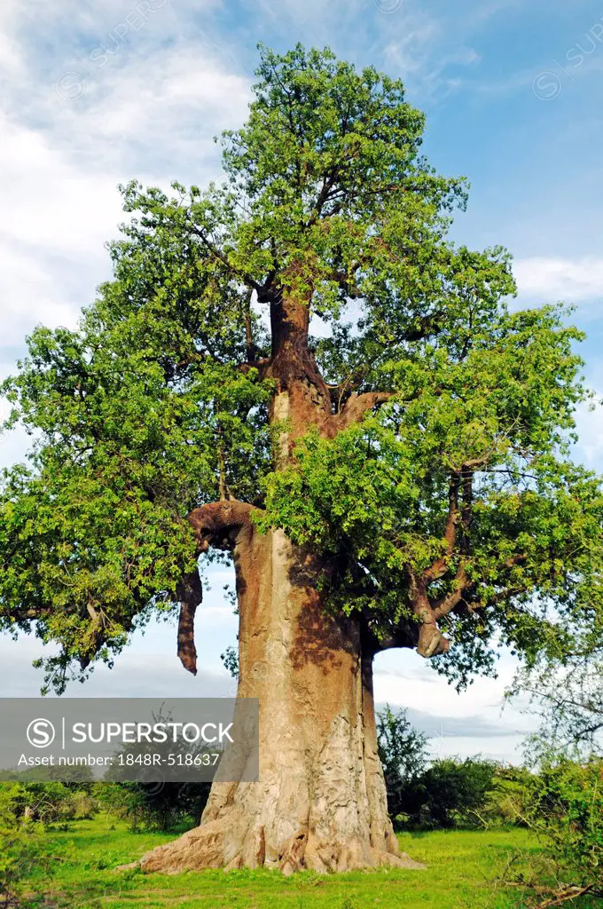 African Baobab (Adansonia digitata), Makgadikgadi Salt Pan region, Makgadikgadi Pans, Botswana, Africa