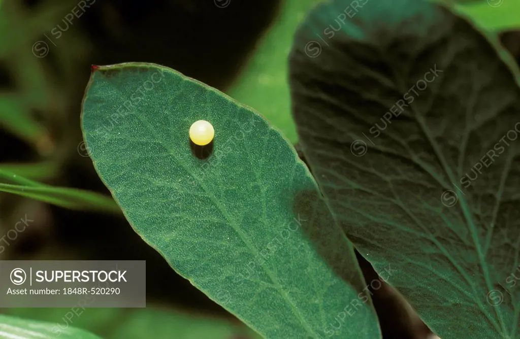 Egg of Swallowtail (Papilio machaon) on clover, Germany