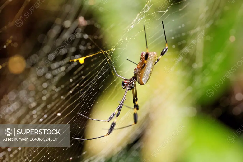 Golden Orb Spider, Golden silk orb-weaver (Nephila clavipes), Costa Rica