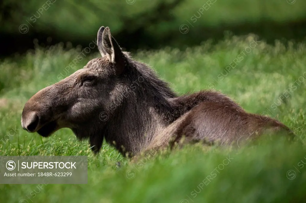 Moose or Eurasian Elk (Alces alces), cow, Neuschoenau outdoor animal enclosure, Bavarian Forest, Bavaria, Germany, Europe, PublicGround