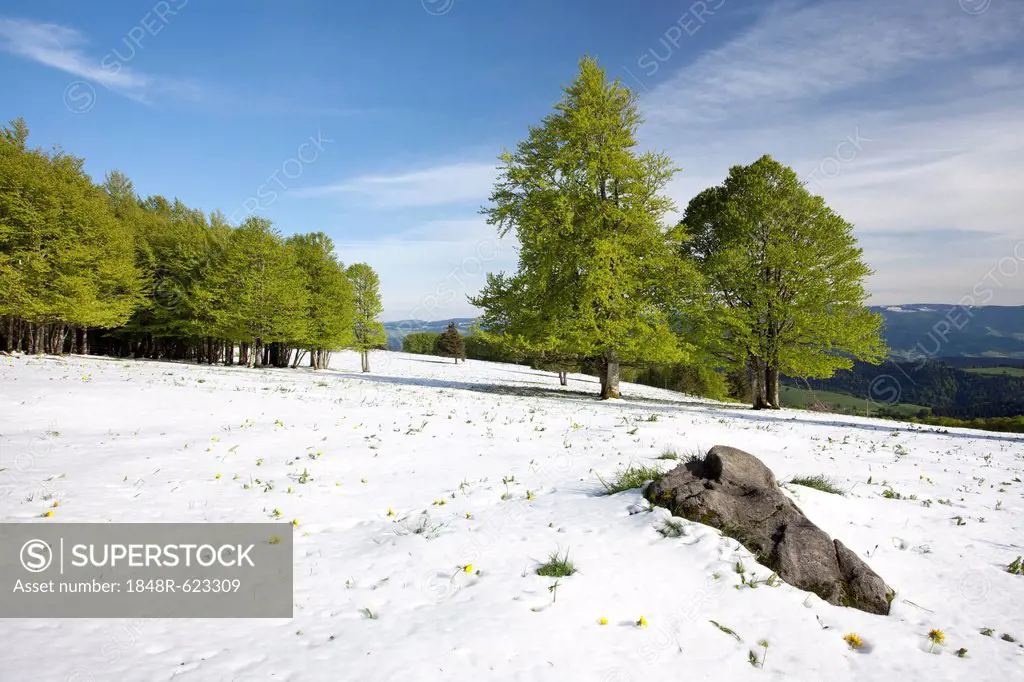 Freshly fallen snow in spring, beech trees with fresh green leaves, Mt Kandel, Black Forest, Baden-Wuerttemberg, Germany, Europe