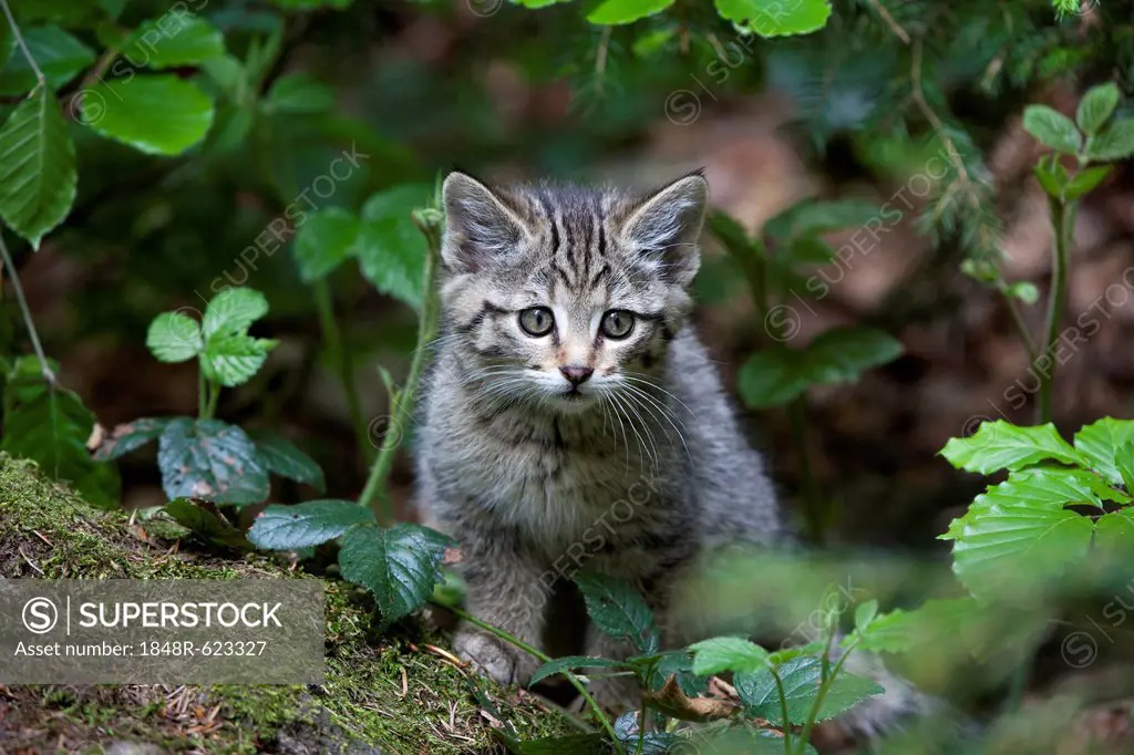 Young wildcat (Felis silvestris), Neuschoenau outdoor animal enclosure, Bavarian Forest, Bavaria, Germany, Europe, PublicGround