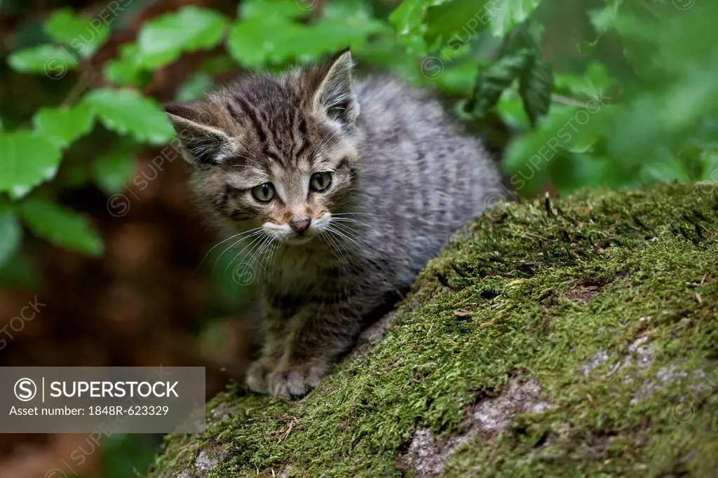 Young wildcat (Felis silvestris), Neuschoenau outdoor animal enclosure, Bavarian Forest, Bavaria, Germany, Europe, PublicGround