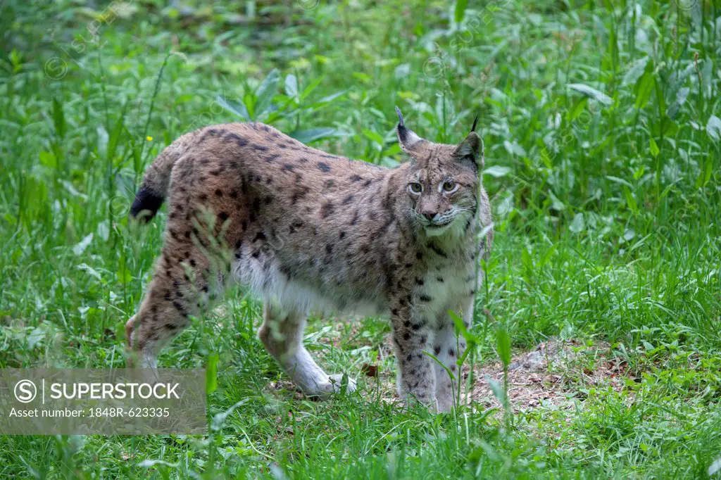 Eurasian Lynx (Lynx lynx), Neuschoenau outdoor animal enclosure, Bavarian Forest, Bavaria, Germany, Europe, PublicGround