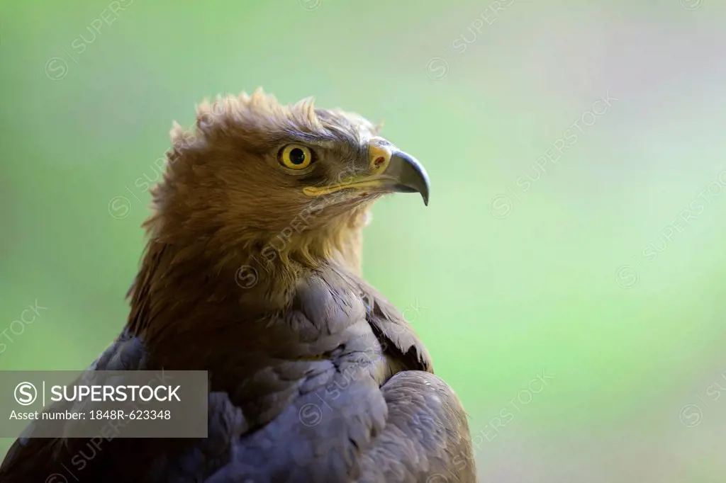 Lesser Spotted Eagle (Aquila pomarina), Neuschoenau outdoor animal enclosure, Bavarian Forest, Bavaria, Germany, Europe, PublicGround