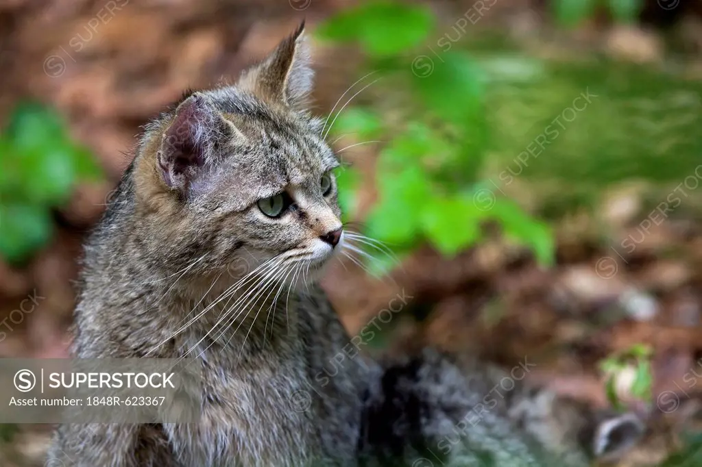 Wildcat (Felis silvestris), Neuschoenau outdoor animal enclosure, Bavarian Forest, Bavaria, Germany, Europe, PublicGround