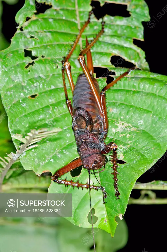Spiny lobster bush cricket or katydid (Panoploscelis specularis), Tiputini rain forest, Yasuni National Park, Ecuador, South America
