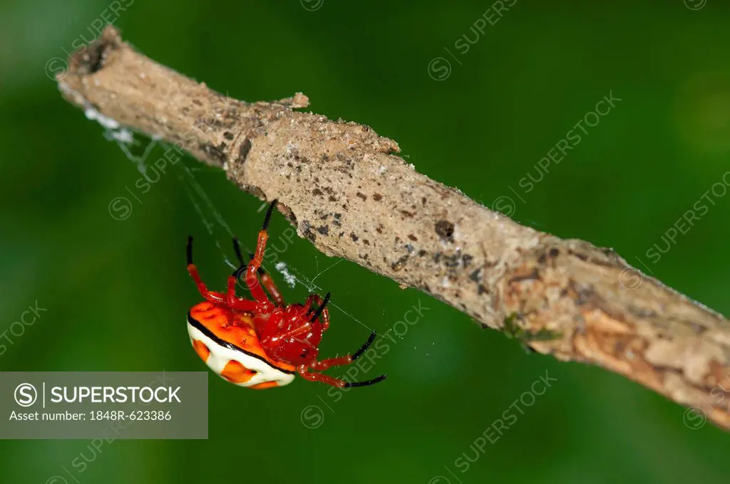 Bolas spider (Encyosaccus sexmaculatus), orb-web spider, Tiputini rain forest, Yasuni National Park, Ecuador, South America