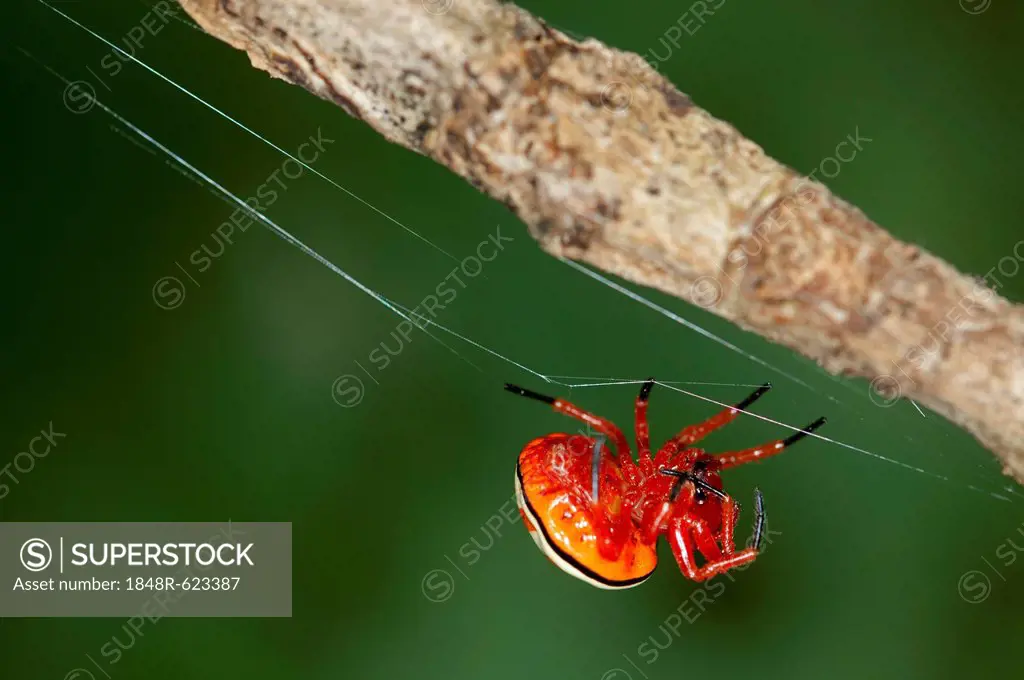 Bolas spider (Encyosaccus sexmaculatus), orb-web spider, Tiputini rain forest, Yasuni National Park, Ecuador, South America