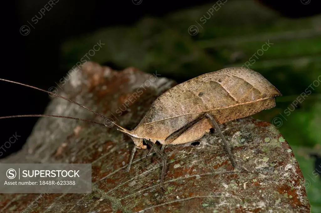 Walking leaf, Leaf bush cricket or katydid (Typophyllum sp.), mimicking a withered leaf, Tiputini rain forest, Yasuni National Park, Ecuador, South Am...