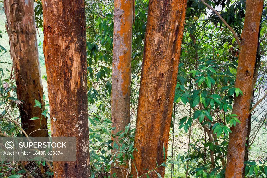 Eucalyptus trees, also gum trees (Eucalyptus), Uganda, Africa