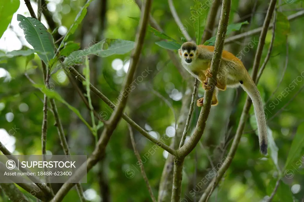 Central American squirrel monkey (Saimiri oerstedii), Manuel Antonio National Park, Central Pacific Coast, Costa Rica, South America