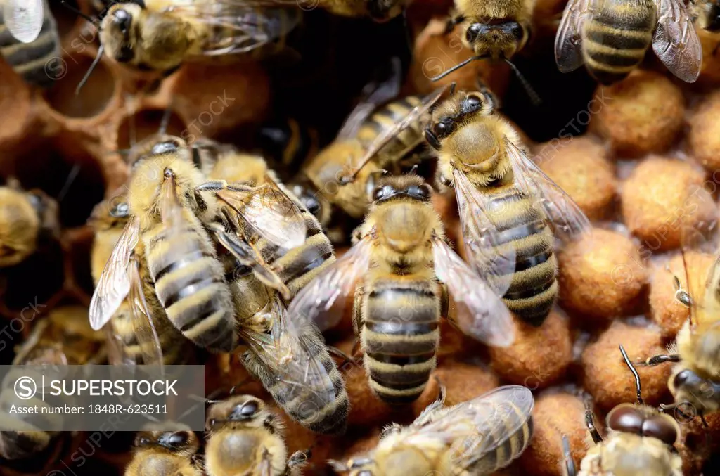 Honey bees (Apis mellifera), worker bees on capped drone brood cells