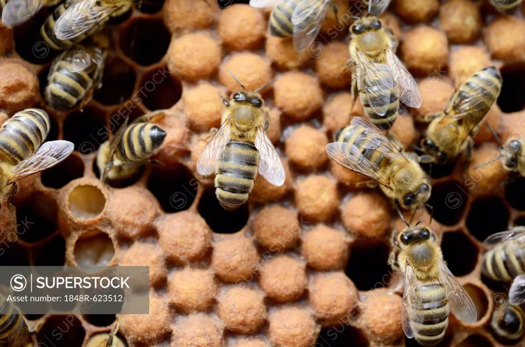 Honey bees (Apis mellifera), worker bees on capped drone brood cells