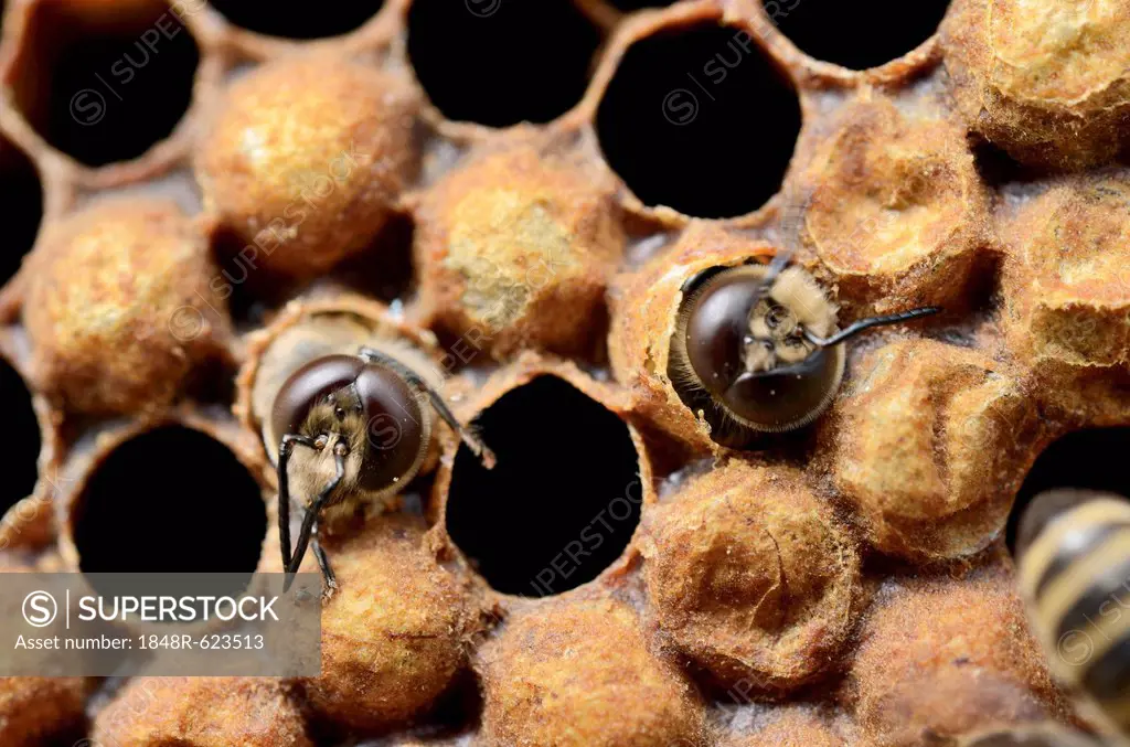 Honey bees (Apis mellifera), drones hatching from brood cells