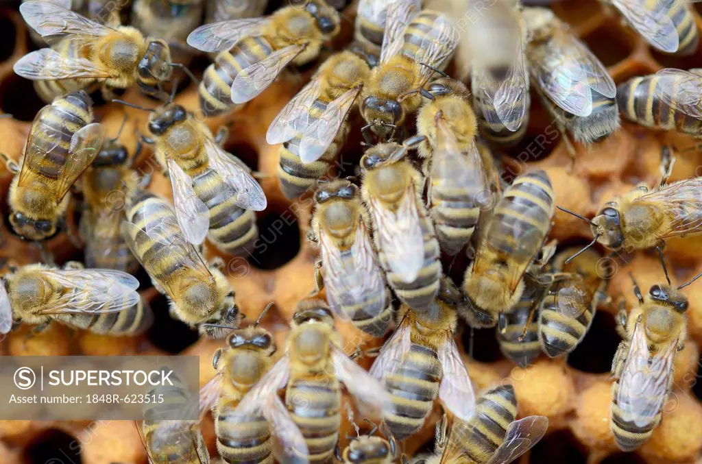 Honey bees (Apis mellifera), worker bees on the drone brood cells