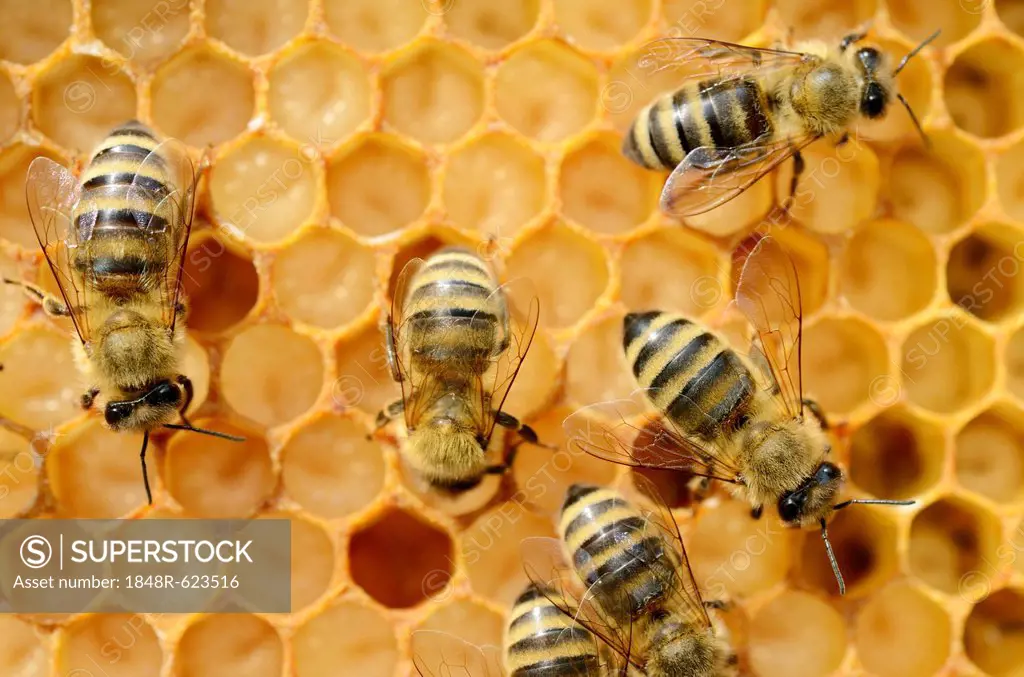 Honey bees (Apis mellifera), worker bees caring for the brood, on brood cells, larvae, circa 8 days