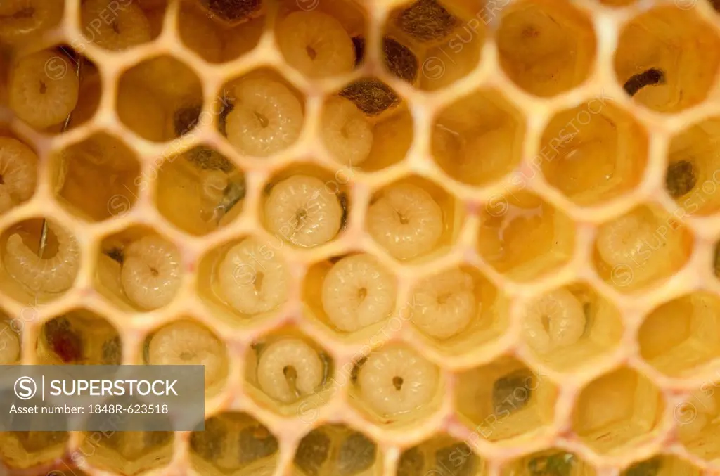 Honey bees (Apis mellifera), larvae, worker bees, circa 5-8 days, in honeycomb cells