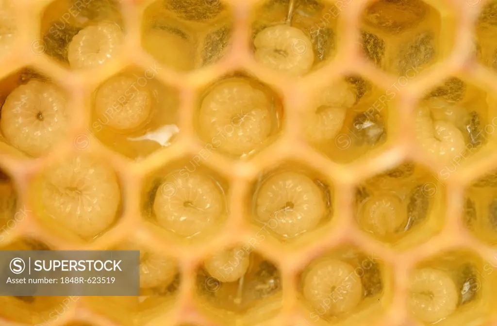 Honey bees (Apis mellifera), larvae, worker bees, 5-8 days, in honeycomb cells