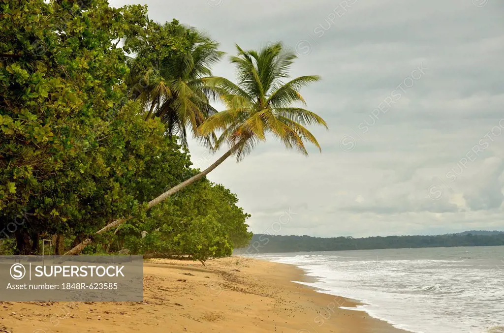 Palm tree on the beach in Kribi, Cameroon, Central Africa, Africa