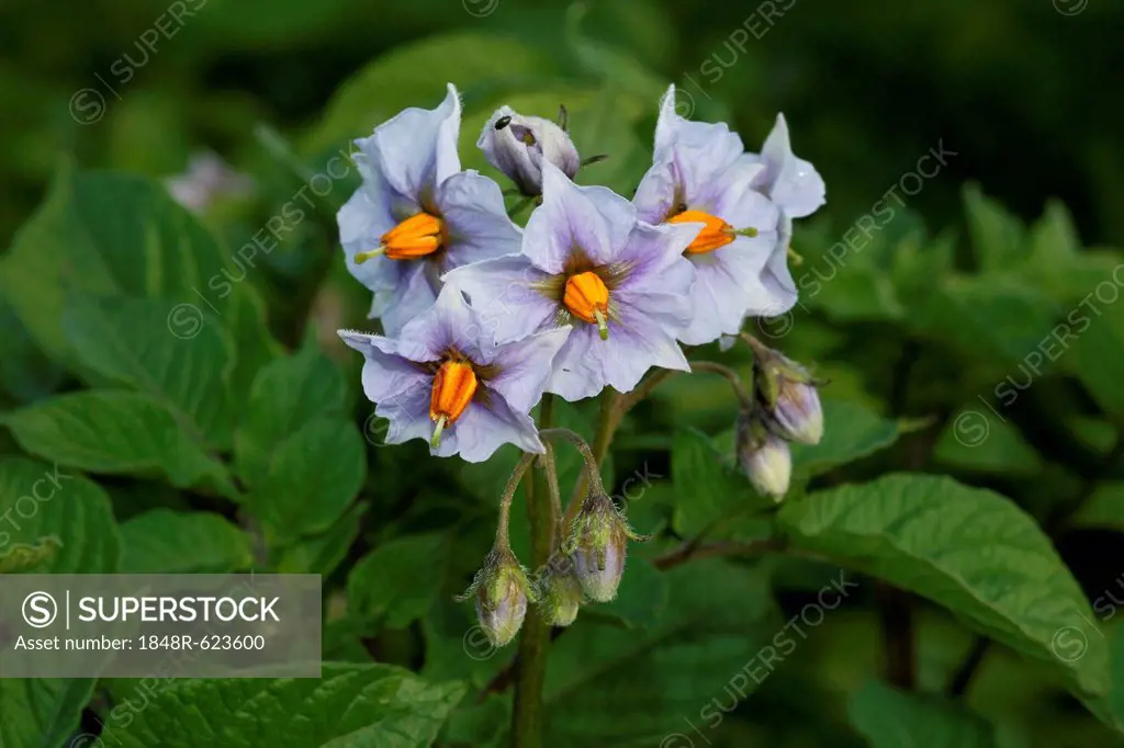 Potato (Solanum tuberosum), flowers, Allgaeu, Bavaria, Germany, Europe