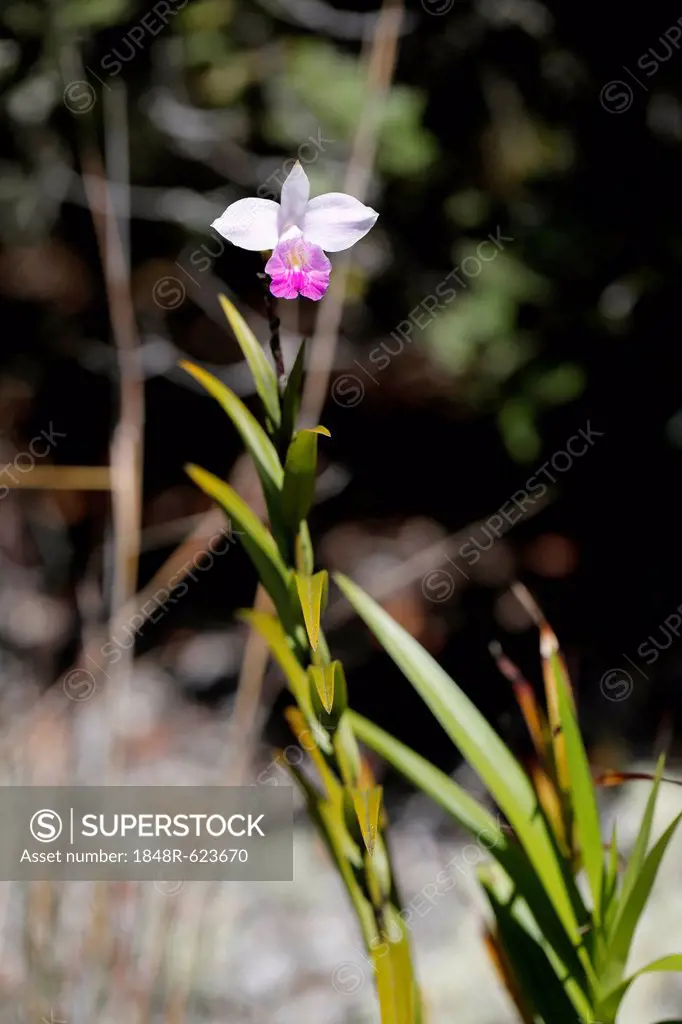 Bamboo Orchid (Arundina graminifolia), Big Island, Hawaii, USA