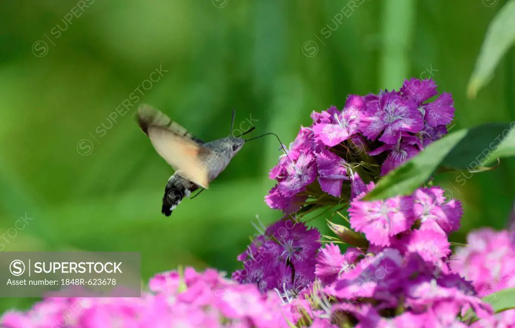 Hummingbird Hawk-moth or Hummingmoth (Macroglossum stellatarum), collecting nectar on the flower of a Dianthus, Sweet William (Dianthus barbatus)