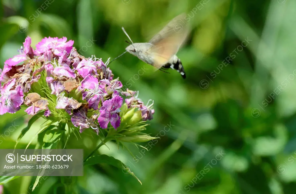 Hummingbird Hawk-moth or Hummingmoth (Macroglossum stellatarum), collecting nectar on the flower of a Dianthus, Sweet William (Dianthus barbatus)