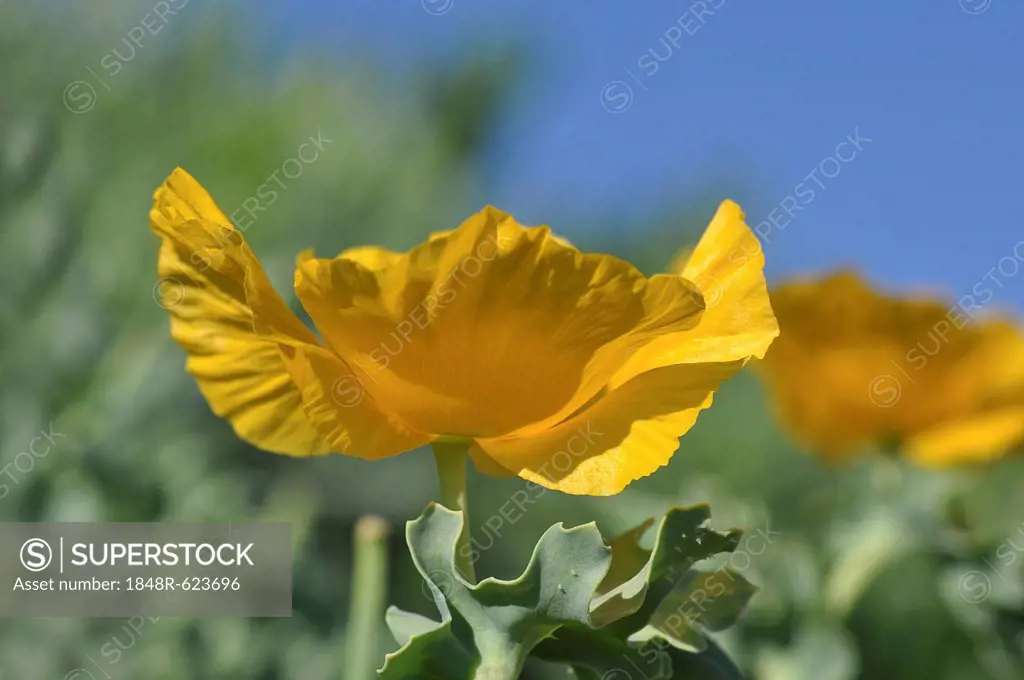 California Poppy or Golden Poppy (Eschscholzia californica), Crete, Greece, Europe