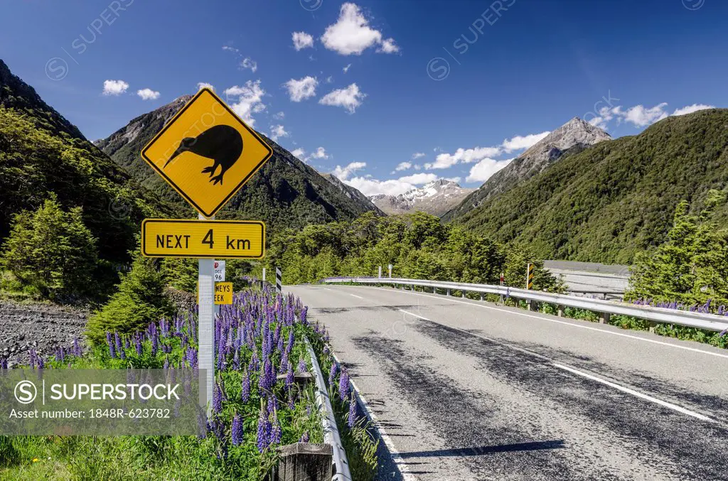 Traffic sign warning of kiwis on the next four kilometres of the country road, driving on the left, Arthur's Pass Road, South Island, New Zealand, Oce...