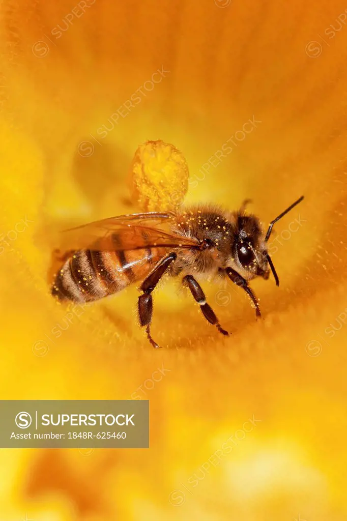 Western honey bee (Apis mellifera) on pumpkin flower, Hokkaido, Japan, Asien