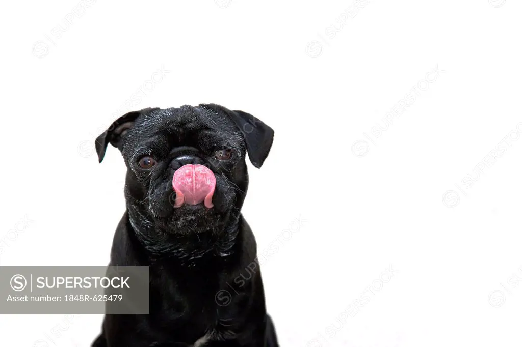 Young black pug dog licking its curd cheese covered snout